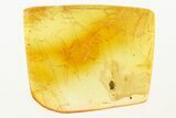 Fossil Mite (Neoliodidae) Fossil in Baltic Amber #288637-1